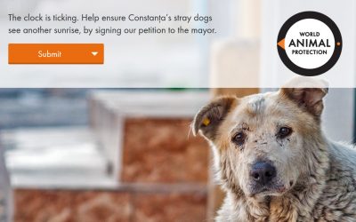 Una petizione per salvare i cani di Costanza