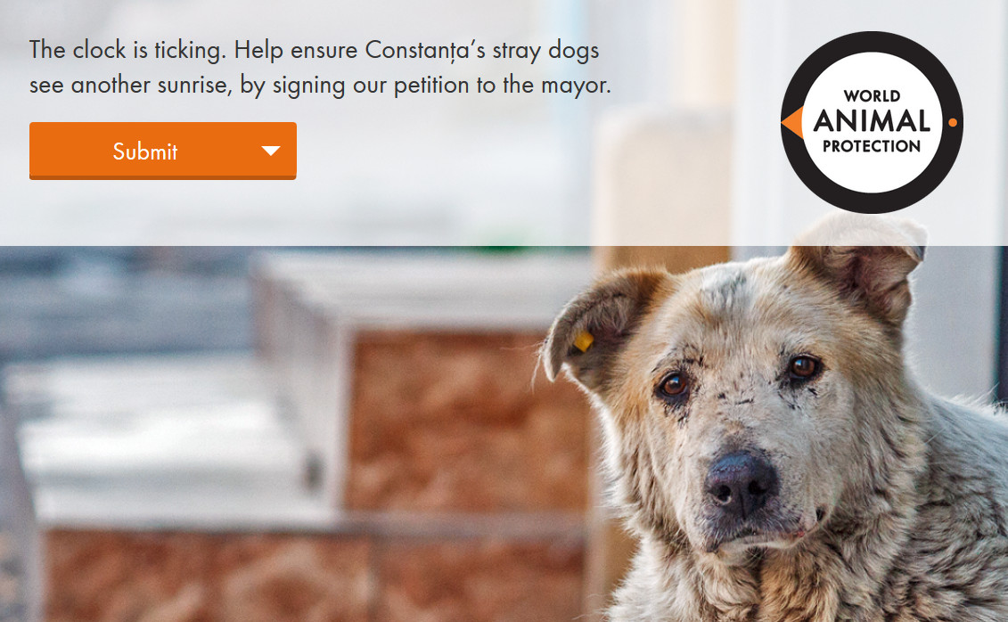 Una petizione per salvare i cani di Costanza