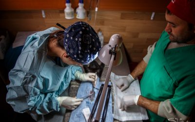 Clinica mobile 2016: un nuovo record di sterilizzazioni