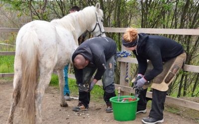 The equine outreach project start again