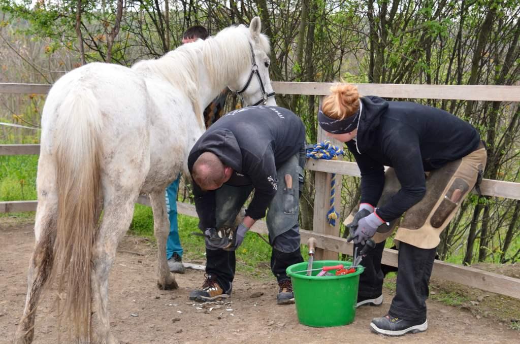 Riprende il programma di assistenza gratuita per cavalli e asini