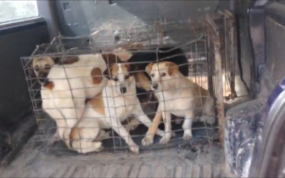 Rastrellamenti a Cernavoda: l’ennesima sfida per Save the Dogs