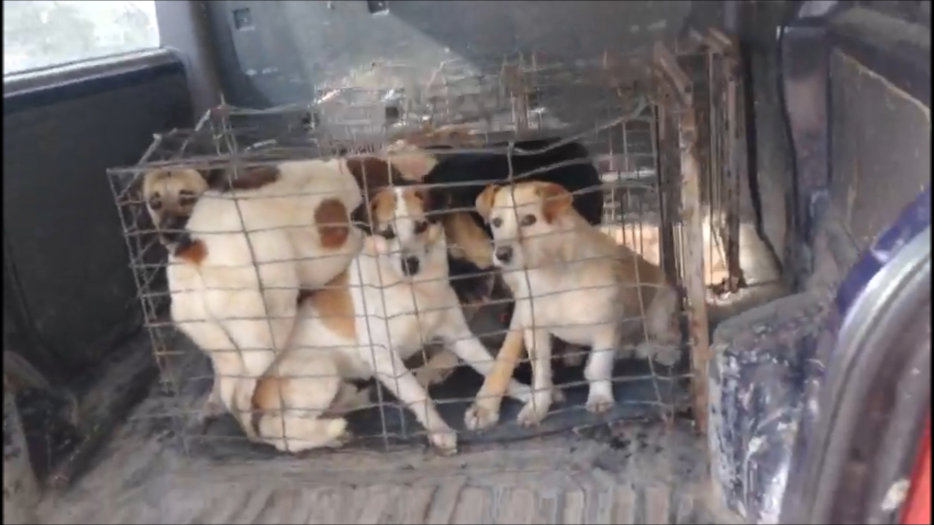 Rastrellamenti a Cernavoda: l’ennesima sfida per Save the Dogs