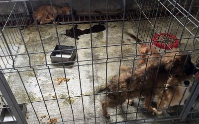Sign the petition to shut down the kennel of horrors in Ovidiu