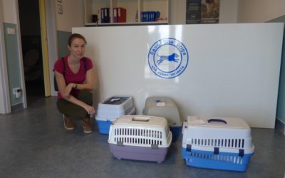 Sterilization of owned dogs and cats: 104 operations in 5 days