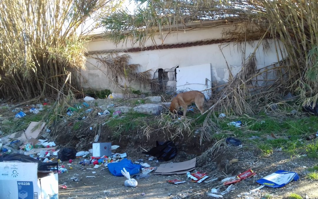 The first project for dogs in Southern Italy has started