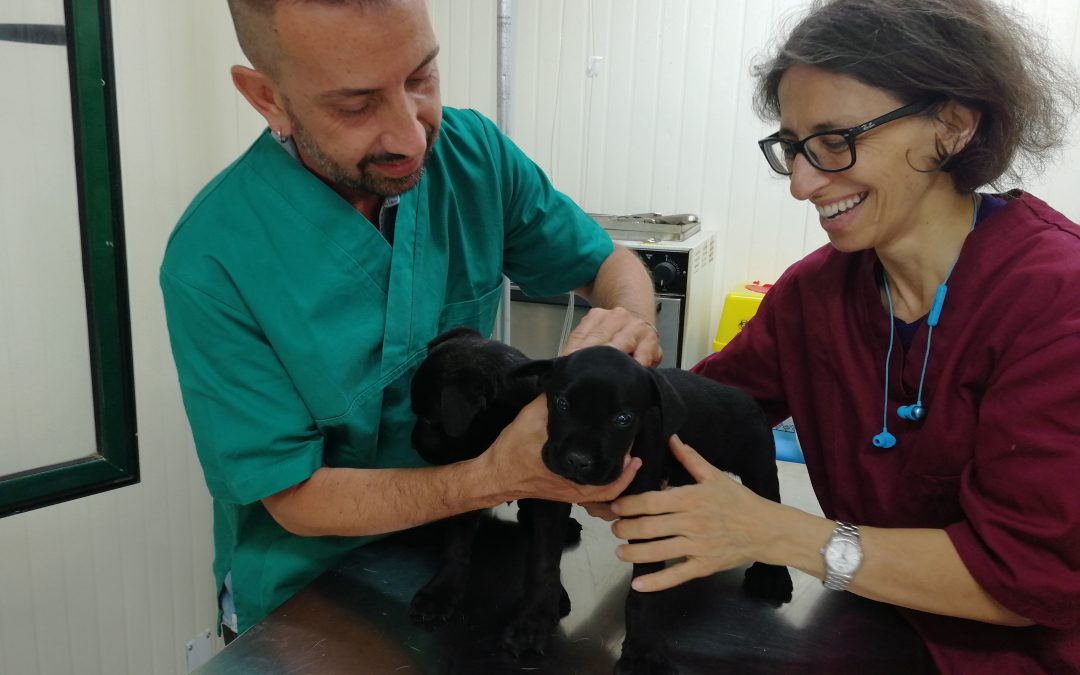 Reached 200 sterilizations in Italy