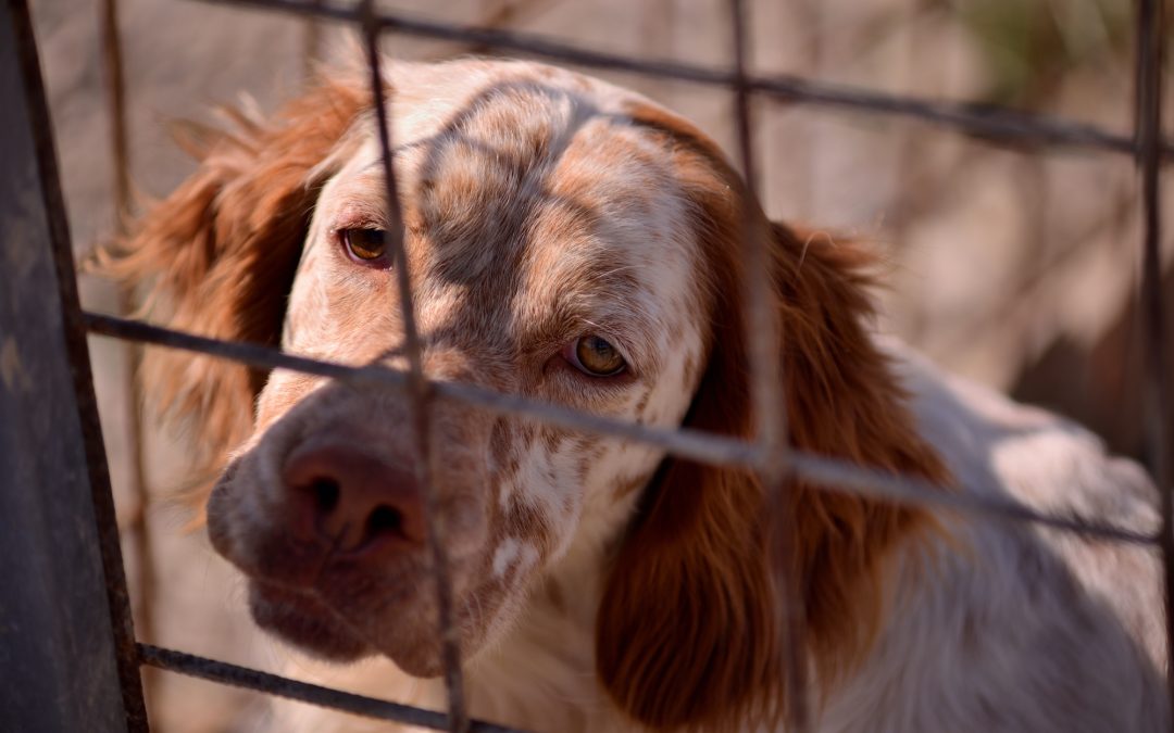The story of Save the Dogs’ first inspection of Calabria