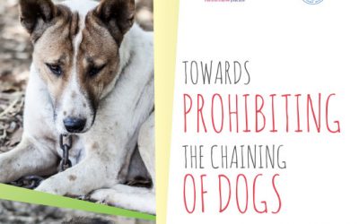 International report “Towards prohibiting the chaining of dogs”