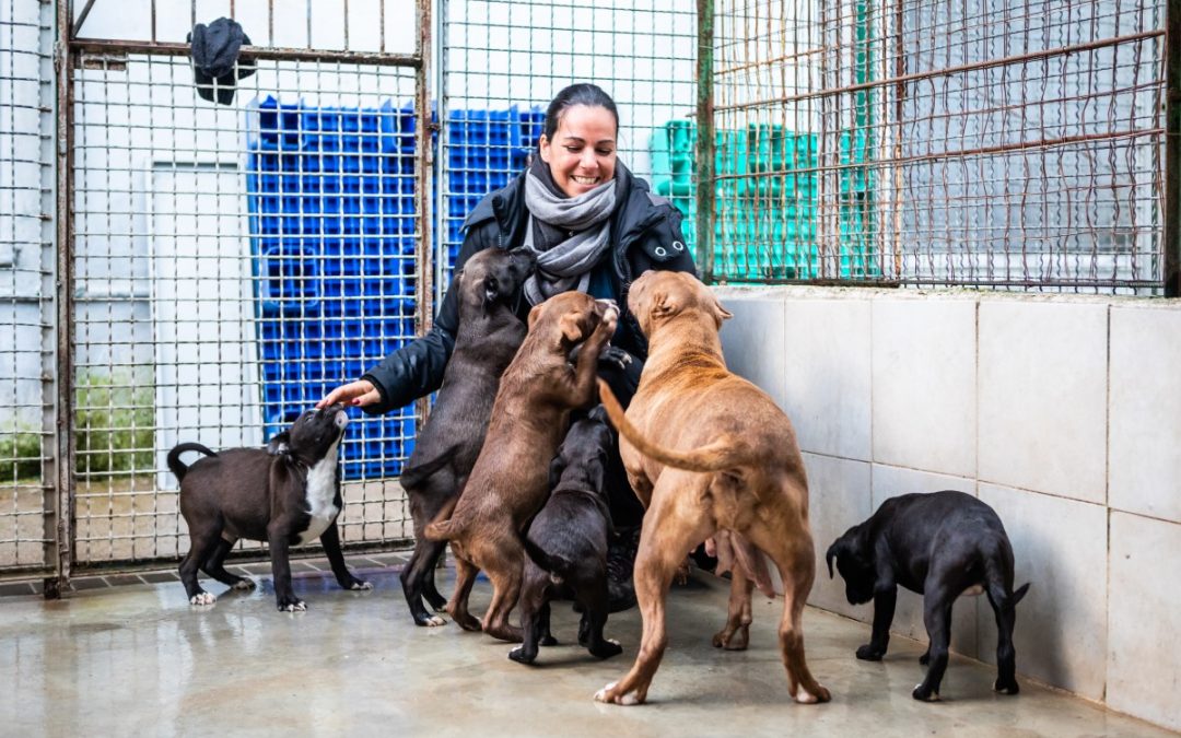 Salvation for Maya and her pups