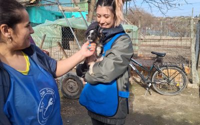 We have vaccinated 262 dogs belonging to the poorest families in Cernavoda