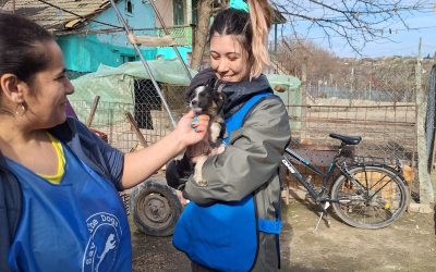 Abbiamo vaccinato 262 cani delle famiglie più povere di Cernavoda