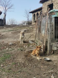 Due cani che hanno ricevuto i vaccini a Cernavoda