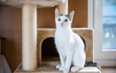 Perché i gatti si arrampicano e si fanno le unghie sui mobili di casa?