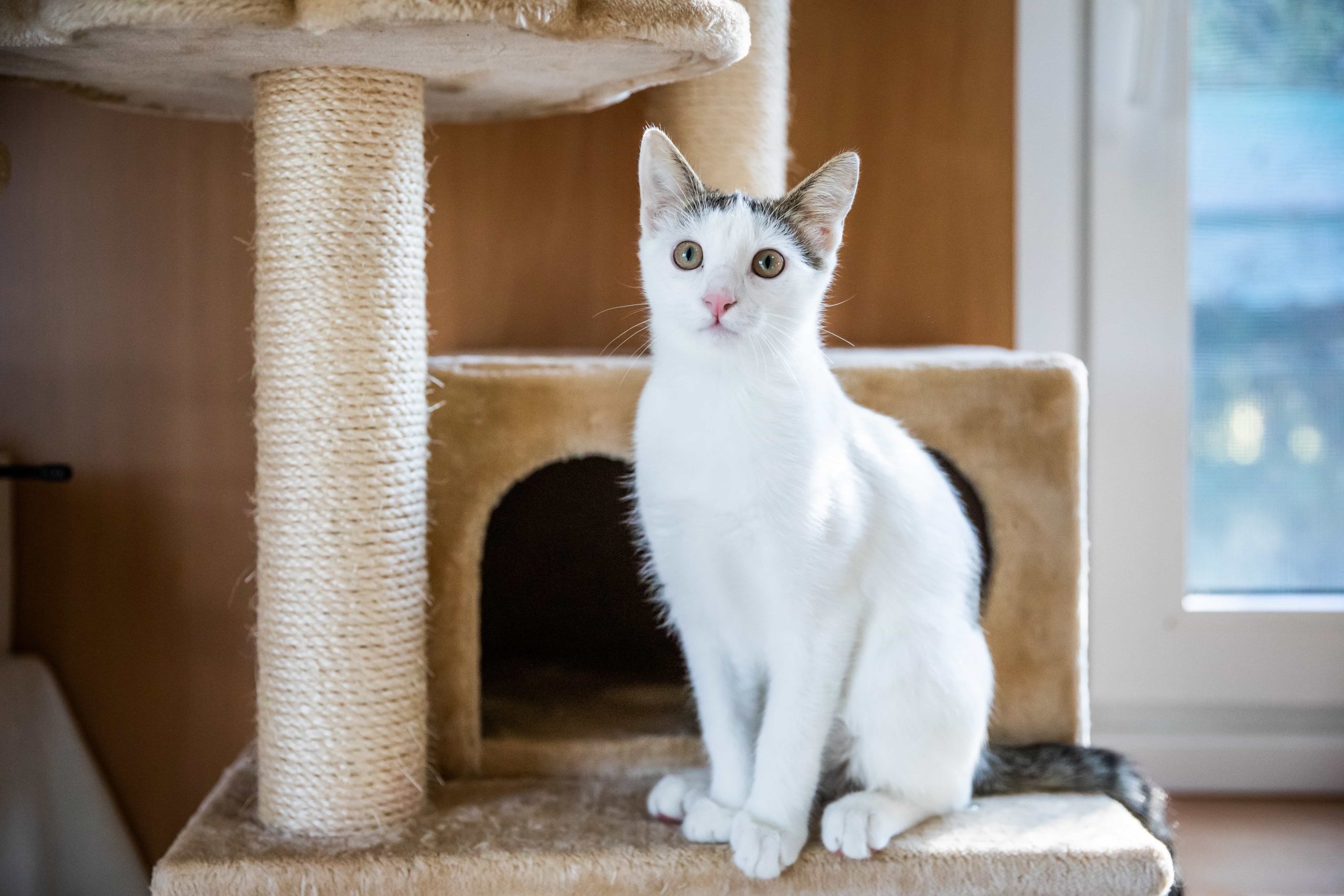 Why do cats climb up and sharpen their claws on household furniture