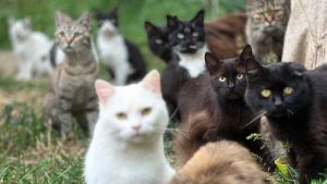Ad Izmail, il numero di gatti sulle strade è impressionante