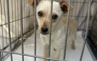 Keeping dogs confined to shelters will not resolve overpopulation: sterilization is the solution
