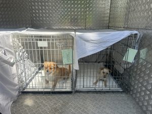 Due cani sterilizzati per combattere il sovrappopolamento