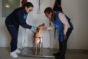 Removing the dogs from the streets only addresses the consequences of overpopulation (their physical presence on the streets), not the underlying causes (unwanted litters).