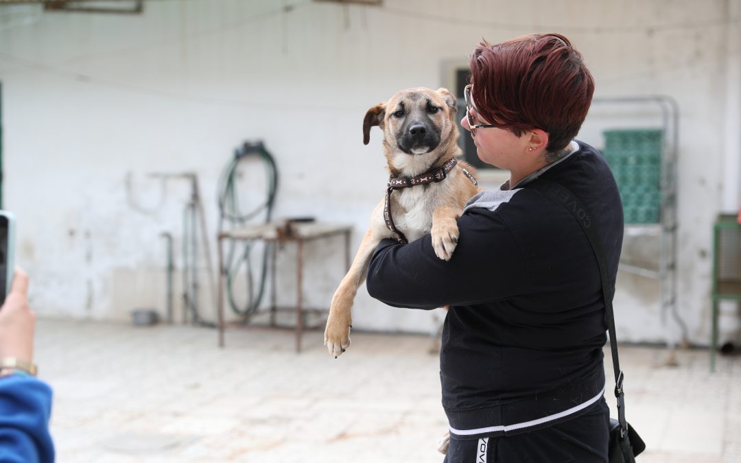 More than 300 animals to be sterilized for free in Campania and Calabria