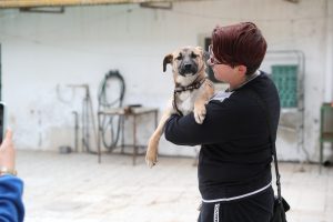 More than 300 animals to be sterilized for free in Campania and Calabria