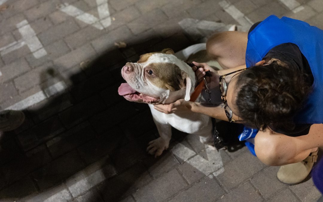 Sei di Milano? Regala un pomeriggio di attività al tuo cane