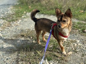 Dobby dopo qualche mese nel nostro rifugio