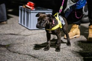 Per proteggere il legame tra un cane e la sua persona a volte basta un gesto semplice come donare un guinzaglio o una pettorina nuovi.