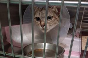 Micia with an Elizabethan collar