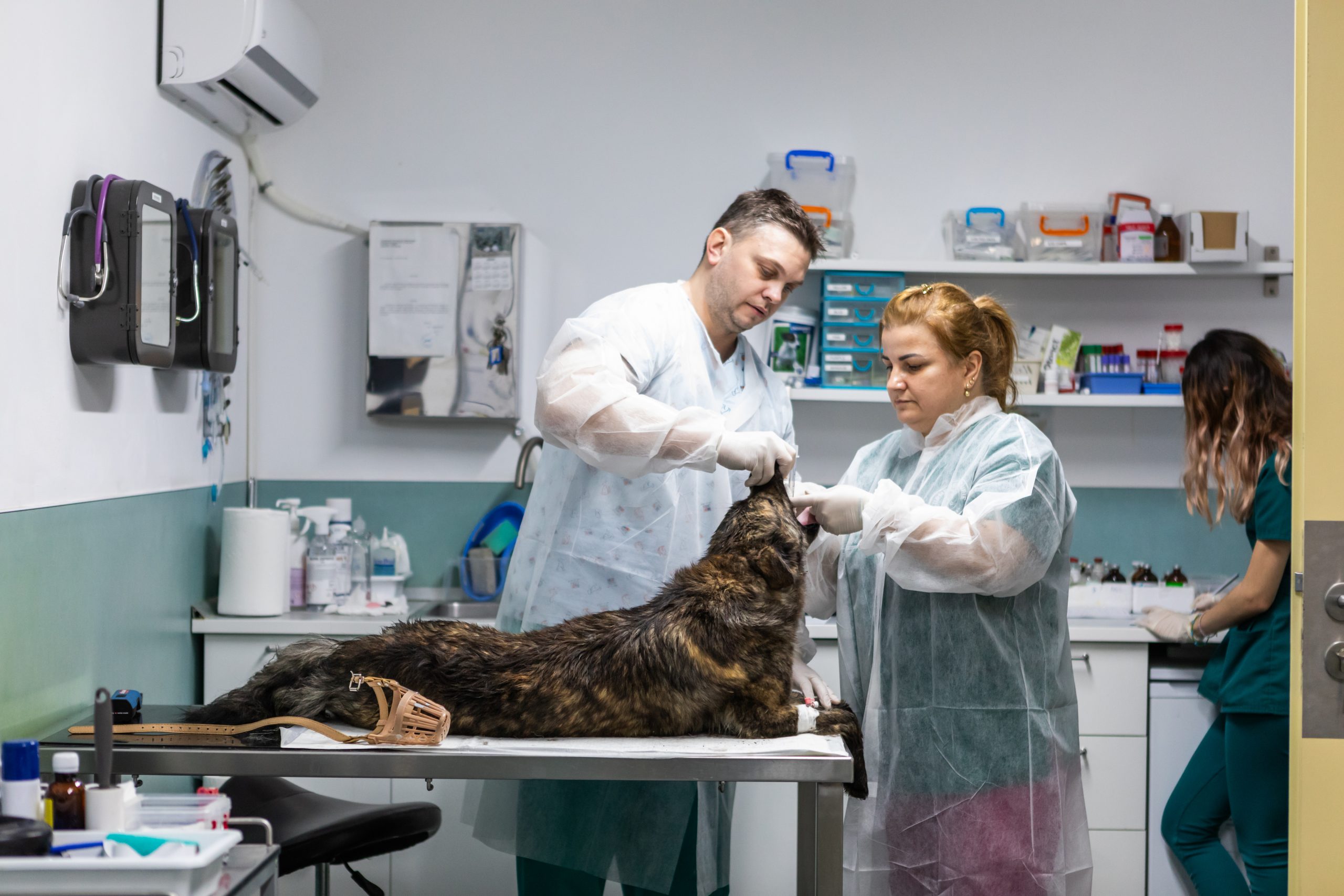 Veterinary Procedure in Romania