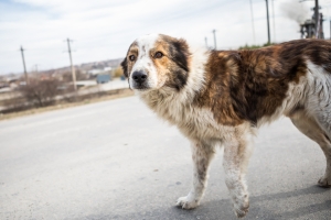 A stray dog in Romania